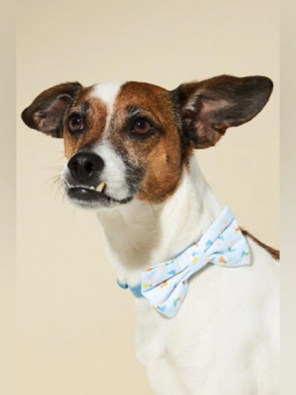 NWOT! The Foggy Dog Beach Ball Dog Bow Tie / Summer Accessory